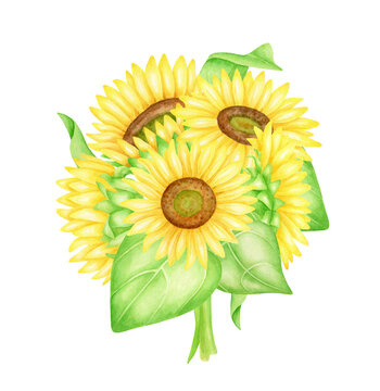 Watercolor sunflowers bouquet illustration. Hand painted bunch of bright yellow flowers with leaves isolated on white background. Floral arrangement for cards, invitations, design, printing