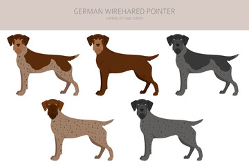 German wirehaired pointer clipart. Different poses, coat colors set