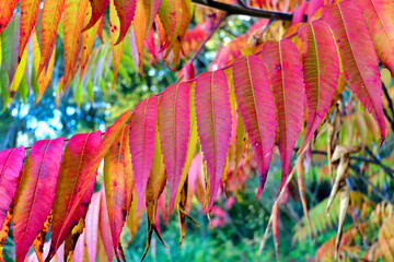 Staghorn Sumac Tree in Autumn.