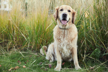 golden retriever in autumn park on green grass
