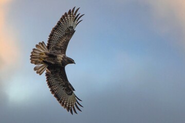 Buzzard in flight
