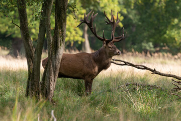 Cerf élaphe, brame, cerf, cervus elaphus