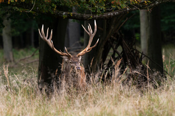 Cerf élaphe, brame, cerf, cervus elaphus