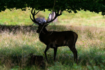 Cerf élaphe, brame, cerf, cervus elaphus
