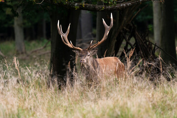 Cerf élaphe, brame, cerf, cervus elaphus