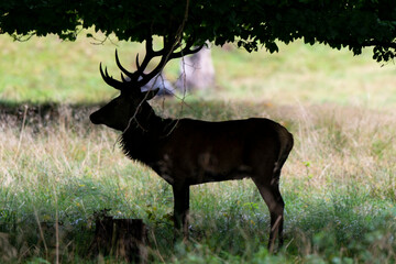 Cerf élaphe, brame, cerf, cervus elaphus