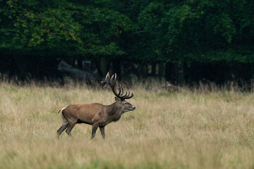 Cerf élaphe, brame, cerf, cervus elaphus
