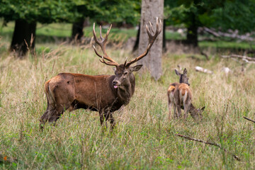 Cerf élaphe, biche, cerf, brame, cervus elaphus