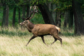 Cerf élaphe, brame, cerf, cervus elaphus