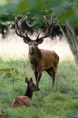Cerf élaphe, biche, cerf, brame, cervus elaphus