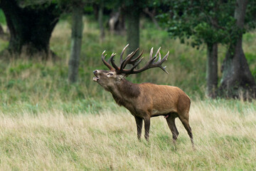 Cerf élaphe, brame, cerf, cervus elaphus