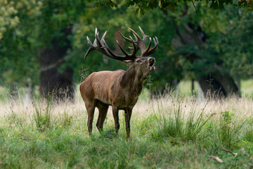 Obraz premium Cerf élaphe, brame, cerf, cervus elaphus