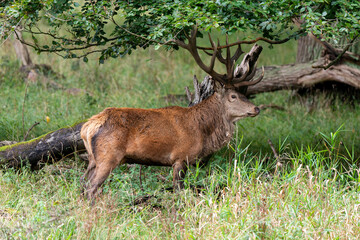 Cerf élaphe, brame, cerf, cervus elaphus