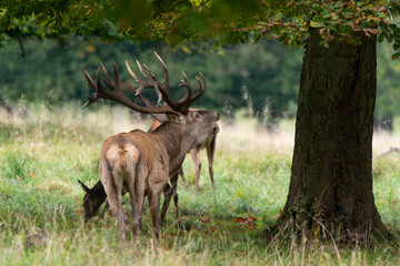 Cerf élaphe, brame, cerf, cervus elaphus
