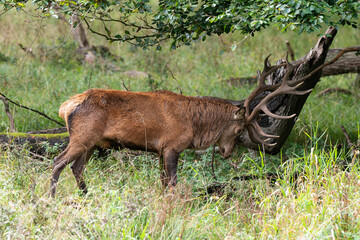 Cerf élaphe, brame, cerf, cervus elaphus