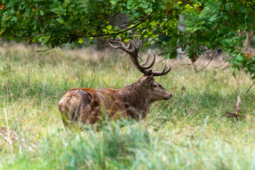 Cerf élaphe, brame, cerf, cervus elaphus