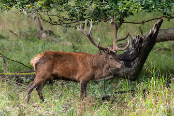 Cerf élaphe, brame, cerf, cervus elaphus