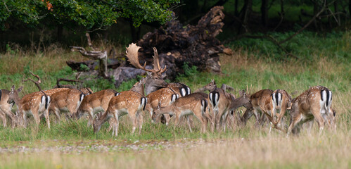 Daim, mâle, femelle, Dama dama