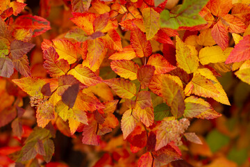 Naklejka na ściany i meble Autumn background. Red-yellow leaves of trees close-up.