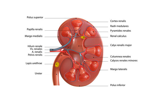 Sectional diagram of a human kidney. Vector graphics