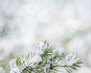 Snowy winter fir or pine branches with needles with hoarfrost, frozen conifer twigs close-up...