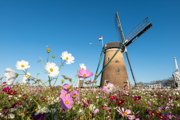 秋晴れの青空と風車とコスモスの花　佐倉ふるさと広場