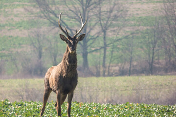 deer in the field