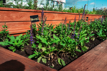 Fototapeta na wymiar A community vegetable garden in the new city park. Plants in wooden boxes.