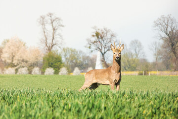Roe deer in the field