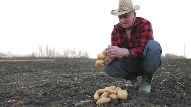 Senior man harvesting potato in the vegetable garden. Senior farmer in hat showing organic raw potato at farm. Farmer collects and sorts fresh potatoes. Harvesting potatoes and vegetables.