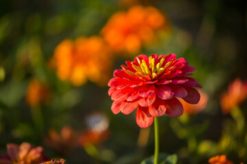 Beautiful flowers close-up, macro shot on the background of the texture of rose petals. Beautiful flower field, spring landscape.