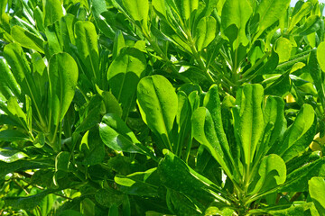 Dense thickets of Sea Lettuce with bright green leaves, wet with rain, illuminated by the sun