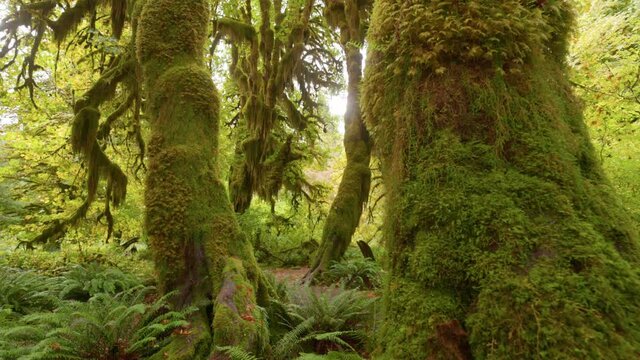 Camera moves between the bizarre tree trunks overgrown with moss. Rainforest in Olympic National Park, Washington, United States. 4K gimbal shot