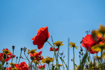 A meadow full of pretty red poppies and lovely yellow daisies during spring