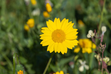 Anthemis tinctoria (Cota tinctoria or golden marguerite, yellow chamomile) flowers