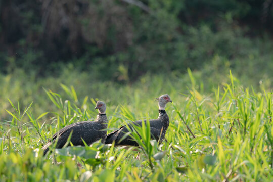 The southern screamer (Chauna torquata)