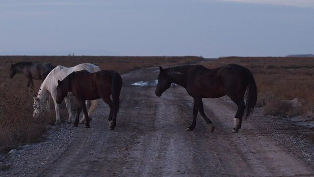 The Onaqui wild horse herd crossing a dirt road in the West desert in the Utah Wilderness at dusk.