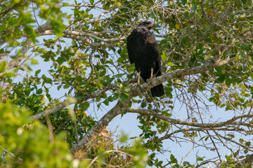 Great black hawk