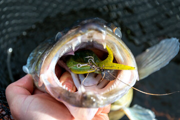 Big mouth of big zander fish