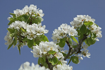  Fleurs de poirier au printemps

