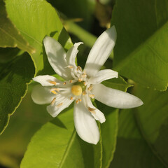 Fleur de citronnier