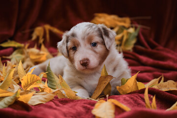 Young Australian Shepherd. Greeting card or photo for calendar. Aussie red merle puppy lies on bright red blanket among yellow fallen autumn leaves and sniffs.