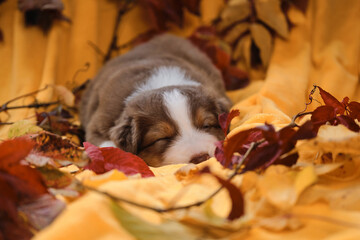 Aussie red tricolor with white stripe on forehead. Thoroughbred dog. One month old Australian...