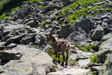 Bouquetin en pleine montagne