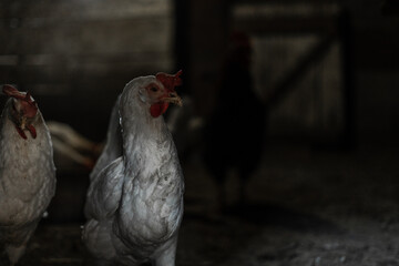 Portrait of a white chicken on the background of a chicken coop. Chicken inside the chicken coop