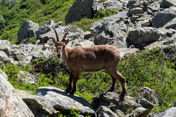 Bouquetin en pleine montagne