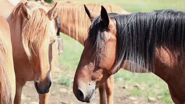 Brown Horses on a farmers pasture on a sunny summer day. Concept Horse breeding, Animal Husbandry, Farming