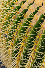 Echinocactus grusonii.This famous cactus, known as mother-in-law's seat, golden ball, golden barrel or hedgehog cactus, is a succulent cactus endemic to Mexico.