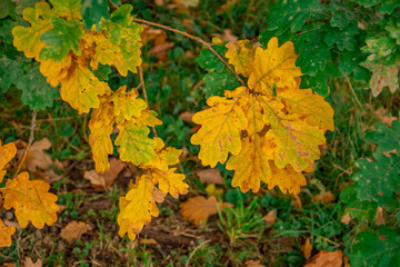 beautiful autumn background of yellow leaves
