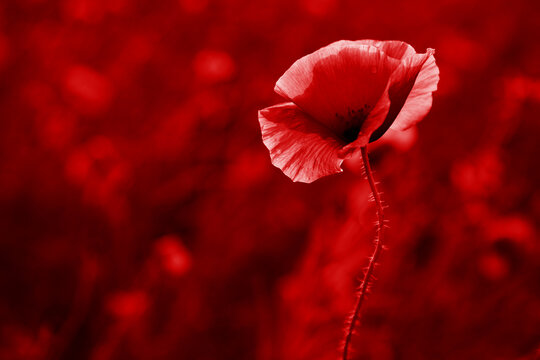 Remembrance day poppy. Red poppies in a poppies field with desaturated background